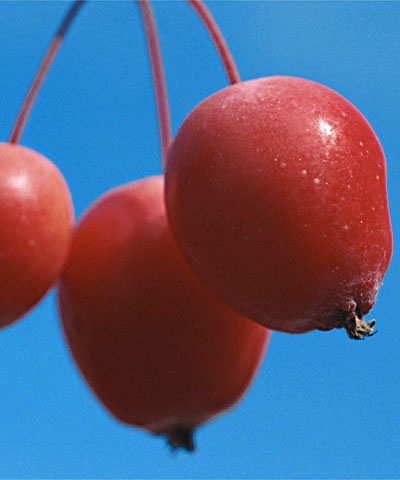 cherries.original1.2