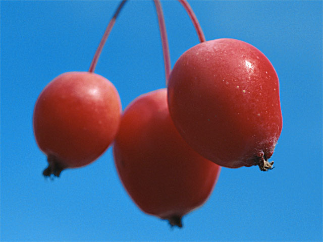 cherries.original1