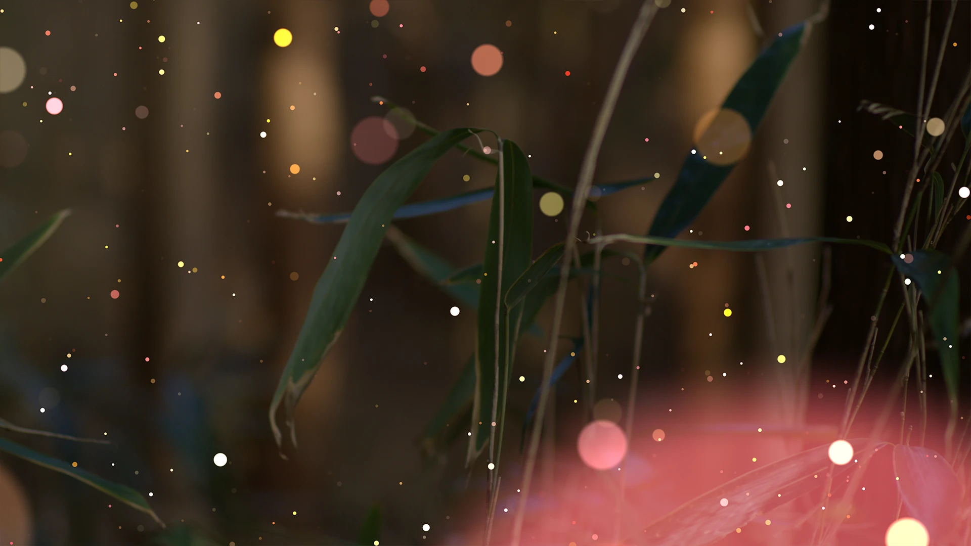 Cat's Eye Bokeh – Before